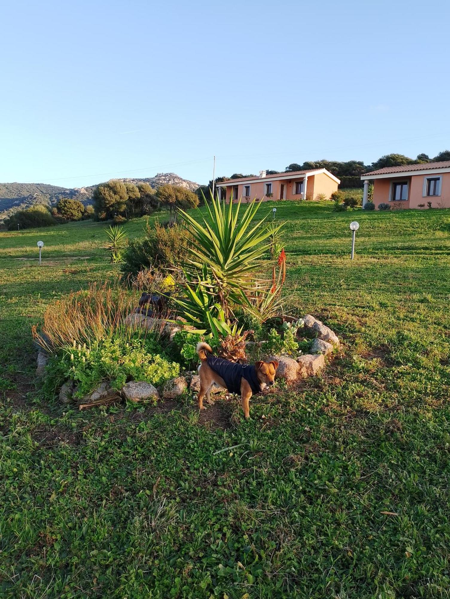 Agriturismo Gli Olivastri Appartamento Corbezzolo Con Piscina E Vista Mare,Climatizzatore,Wifi Альенту Экстерьер фото